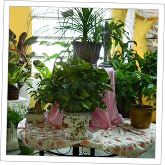 Lush Plants from Bright and Beautiful Flowers in Myrtle Beach