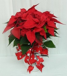 Polka Dot Dressed Poinsettia from local Myrtle Beach florist, Bright & Beautiful Flowers