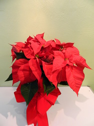 Red Poinsettia from local Myrtle Beach florist, Bright & Beautiful Flowers