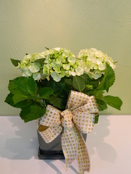 White Hydrangea from local Myrtle Beach florist, Bright & Beautiful Flowers