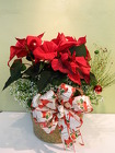 Poinsettia in the Snow