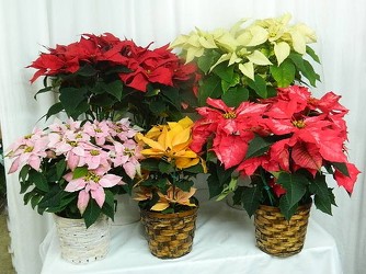 Poinsettia Extravaganza from local Myrtle Beach florist, Bright & Beautiful Flowers