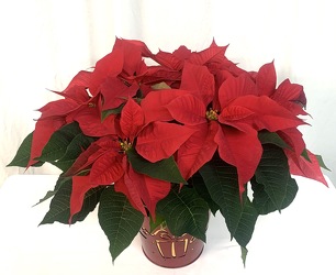 6" Christmas Poinsettia Plant from local Myrtle Beach florist, Bright & Beautiful Flowers