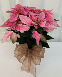 8" Christmas Poinsettia Plant from local Myrtle Beach florist, Bright & Beautiful Flowers