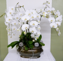 Fabulous Orchids from local Myrtle Beach florist, Bright & Beautiful Flowers
