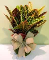 Croton from local Myrtle Beach florist, Bright & Beautiful Flowers