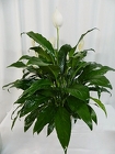 Classic Peace Lily from local Myrtle Beach florist, Bright & Beautiful Flowers