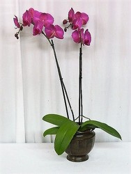 Regal Orchid from local Myrtle Beach florist, Bright & Beautiful Flowers