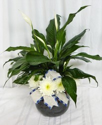 Stately Peace Lily from local Myrtle Beach florist, Bright & Beautiful Flowers