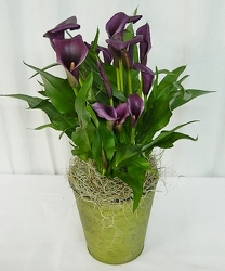 Elegant Calla Lily Plant from local Myrtle Beach florist, Bright & Beautiful Flowers