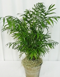 Classic Parlor Palm from local Myrtle Beach florist, Bright & Beautiful Flowers
