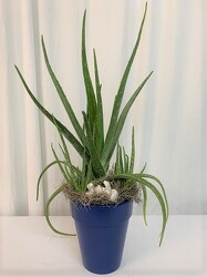 King Aloe  from local Myrtle Beach florist, Bright & Beautiful Flowers