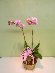 Graceful Orchid from local Myrtle Beach florist, Bright & Beautiful Flowers