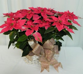 Luv U Pink Poinsettia from local Myrtle Beach florist, Bright & Beautiful Flowers