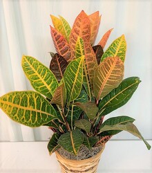 Fall Croton from local Myrtle Beach florist, Bright & Beautiful Flowers