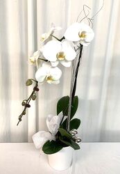 Snowfall Orchid from local Myrtle Beach florist, Bright & Beautiful Flowers