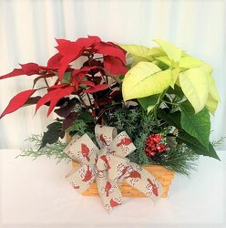 Double Poinsettia Basket from local Myrtle Beach florist, Bright & Beautiful Flowers
