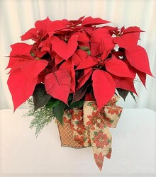 Large Poinsettia from local Myrtle Beach florist, Bright & Beautiful Flowers