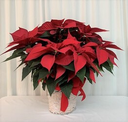 Holiday Poinsettia from local Myrtle Beach florist, Bright & Beautiful Flowers