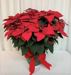 Premium Poinsettia from local Myrtle Beach florist, Bright & Beautiful Flowers