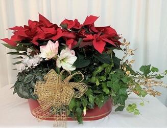 Large Holiday Plant Basket from local Myrtle Beach florist, Bright & Beautiful Flowers