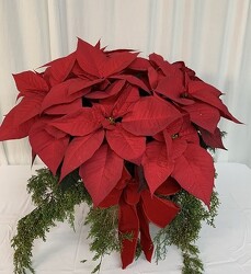 Red Poinsettia from local Myrtle Beach florist, Bright & Beautiful Flowers