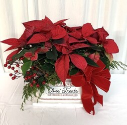 Christmas Plants