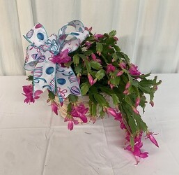 Blooming Christmas Cactus from local Myrtle Beach florist, Bright & Beautiful Flowers