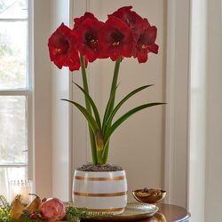 Amaryllis from local Myrtle Beach florist, Bright & Beautiful Flowers