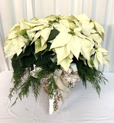 White Poinsettia from local Myrtle Beach florist, Bright & Beautiful Flowers