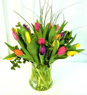 Tulip Delight Tulip Delight