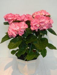 Just for my Mom from local Myrtle Beach florist, Bright & Beautiful Flowers