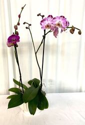 Orchid Plant from local Myrtle Beach florist, Bright & Beautiful Flowers