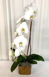 Waterfall Phalaenopsis Orchid from local Myrtle Beach florist, Bright & Beautiful Flowers