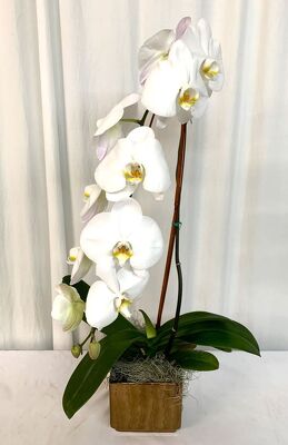 Waterfall Phalaenopsis Orchid