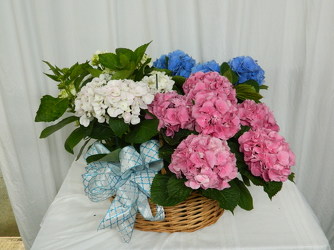 Hydrangeas Extraordinaire from local Myrtle Beach florist, Bright & Beautiful Flowers