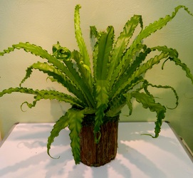 Bird's Nest Fern from local Myrtle Beach florist, Bright & Beautiful Flowers