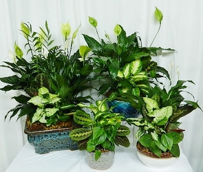 Dish Garden in a Ceramic Container from local Myrtle Beach florist, Bright & Beautiful Flowers