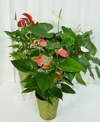 Tropical Anthirium from local Myrtle Beach florist, Bright & Beautiful Flowers