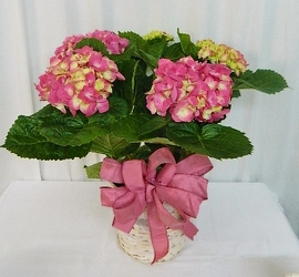 Happy Hydrangea from local Myrtle Beach florist, Bright & Beautiful Flowers