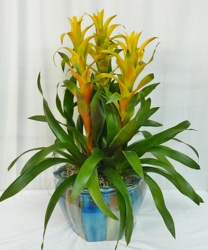 Triple Delight Bromiliad from local Myrtle Beach florist, Bright & Beautiful Flowers