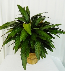 Velvet Touch Calathea from local Myrtle Beach florist, Bright & Beautiful Flowers