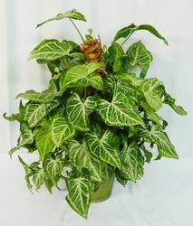 Lovely Nephytis (Butterfly) from local Myrtle Beach florist, Bright & Beautiful Flowers