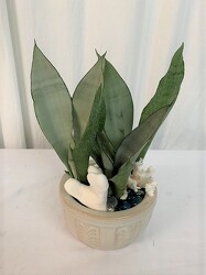 Summer Snake Plant from local Myrtle Beach florist, Bright & Beautiful Flowers