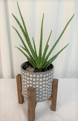 Modern Aloe from local Myrtle Beach florist, Bright & Beautiful Flowers