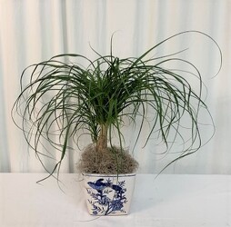 Ponytail Palm from local Myrtle Beach florist, Bright & Beautiful Flowers