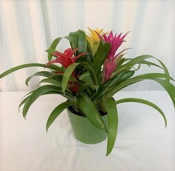 Triple Bromeliad from local Myrtle Beach florist, Bright & Beautiful Flowers
