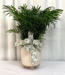 Tabletop Palm Tree from local Myrtle Beach florist, Bright & Beautiful Flowers