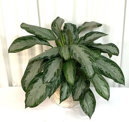 Agleonema Silver Queen from local Myrtle Beach florist, Bright & Beautiful Flowers