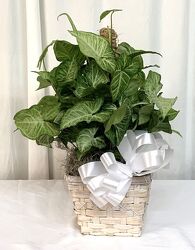 Nephthytis-Butterfly Plant from local Myrtle Beach florist, Bright & Beautiful Flowers